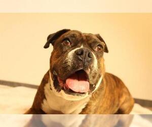 Boxer Dogs for adoption in Globe, AZ, USA