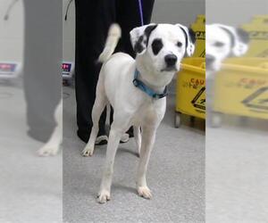 Labrador Retriever-Unknown Mix Dogs for adoption in Pasadena, TX, USA