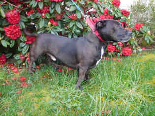 Medium Photo #1 American Pit Bull Terrier-Dachshund Mix Puppy For Sale in McKinleyville, CA, USA