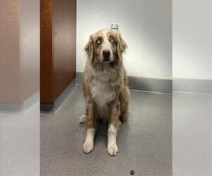 Australian Shepherd Dogs for adoption in Rancho Cucamonga, CA, USA