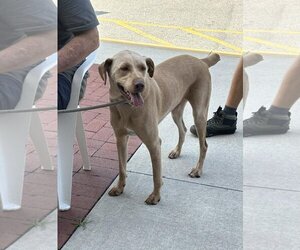 Labralas Dogs for adoption in New Smyrna Beach, FL, USA