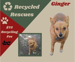 Chihuahua-Unknown Mix Dogs for adoption in Lindsay, CA, USA