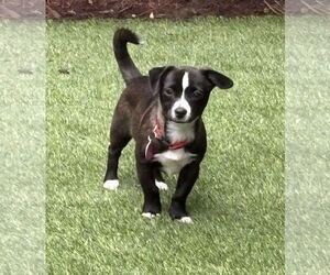 Chiranian Dogs for adoption in Bellevue, WA, USA