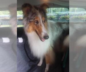 Collie Dogs for adoption in Horn Lake, MS, USA