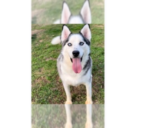 Siberian Husky-Unknown Mix Dogs for adoption in Aurora, IN, USA