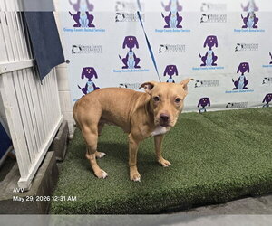 Mutt Dogs for adoption in Orlando, FL, USA