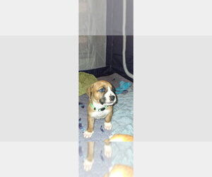 Boxer Dogs for adoption in Austin, TX, USA