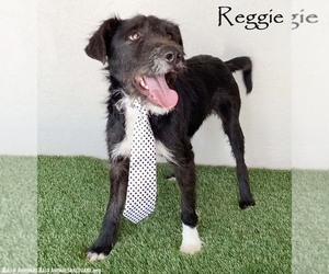 German Wirehaired Pointer-Unknown Mix Dogs for adoption in San Diego, CA, USA