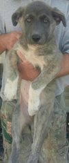 Medium Photo #1 Anatolian Shepherd-Mastiff Mix Puppy For Sale in Minneapolis, MN, USA