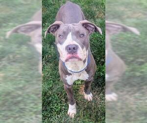 American Pit Bull Terrier Dogs for adoption in Akron, OH, USA