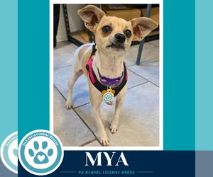 Chihuahua-Unknown Mix Dogs for adoption in Kimberton, PA, USA