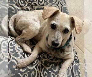 Mutt Dogs for adoption in Long Beach, CA, USA