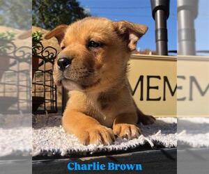 German Shepherd Dog Dogs for adoption in Stockton, CA, USA
