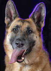 German Shepherd Dog Dogs for adoption in Ventura, CA, USA