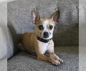 Chiweenie Dogs for adoption in Claremore, OK, USA