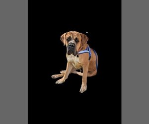 Mastiff Dogs for adoption in Vail, AZ, USA