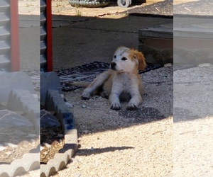 Labrador Retriever-Unknown Mix Dogs for adoption in Grafton, WI, USA