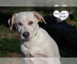 Mutt Dogs for adoption in Lee's Summit, MO, USA