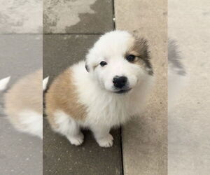 Collie-Great Pyrenees Mix Dogs for adoption in Fishers, IN, USA