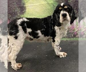 Cocker Spaniel Dogs for adoption in Westminster, MD, USA