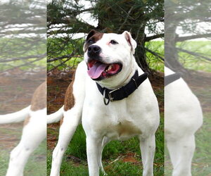 American Staffordshire Terrier-Argentinian Mastiff Mix Dogs for adoption in Evansville, IN, USA