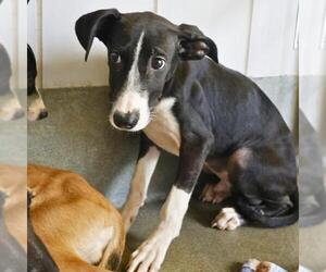 Mutt Dogs for adoption in San Antonio, TX, USA