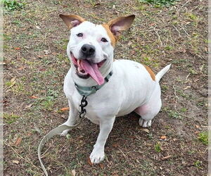 American Pit Bull Terrier-Unknown Mix Dogs for adoption in Ocala, FL, USA