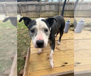 American Staffordshire Terrier-Unknown Mix Dogs for adoption in Jackson, MS, USA