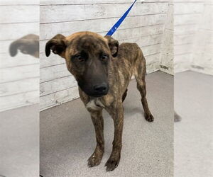 German Shepherd Dog Dogs for adoption in San Bernardino, CA, USA