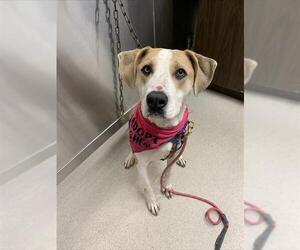 Mastiff-Unknown Mix Dogs for adoption in Fairbanks, AK, USA