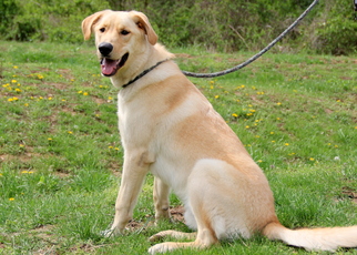 Labrador Retriever Dogs for adoption in Mount Carmel, IL, USA