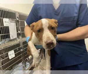 Mutt Dogs for adoption in Waco, TX, USA