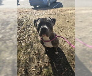 Mutt Dogs for adoption in Glen Allen, VA, USA