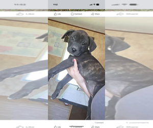 Labrador Retriever-Unknown Mix Dogs for adoption in garner, NC, USA