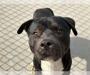 Labrador Retriever-Unknown Mix Dogs for adoption in Tulsa, OK, USA