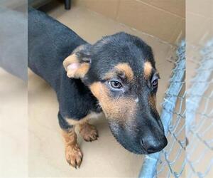 German Shepherd Dog Dogs for adoption in Chula Vista, CA, USA