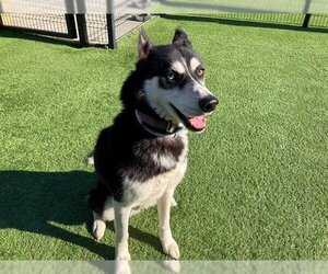 Siberian Husky Dogs for adoption in Orange, CA, USA