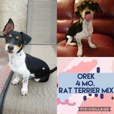 Rat Terrier Dogs for adoption in Mesa, AZ, USA
