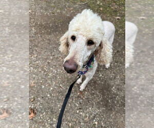 Mutt Dogs for adoption in Mooresville, NC, USA