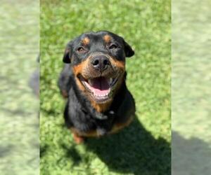 Rottweiler Dogs for adoption in Riverside, CA, USA