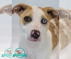 Mutt Dogs for adoption in Kennesaw, GA, USA