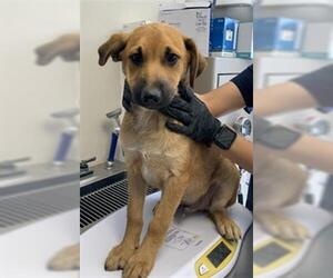 German Shepherd Dog-Unknown Mix Dogs for adoption in Visalia, CA, USA