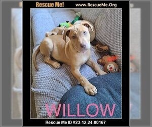 American Pit Bull Terrier-German Shepherd Dog Mix Dogs for adoption in Benton, PA, USA