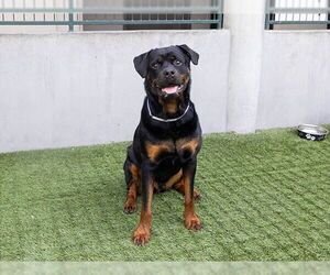 Rottweiler Dogs for adoption in Pasadena, CA, USA
