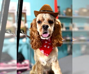 Cocker Spaniel-Unknown Mix Dogs for adoption in Mooresville, NC, USA