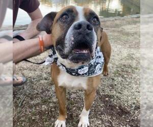 Boxer Dogs for adoption in Dallas, TX, USA