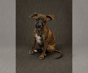 Mutt Dogs for adoption in Morganville, NJ, USA