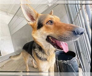 German Shepherd Dog Dogs for adoption in San Bernardino, CA, USA