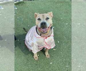 American Pit Bull Terrier Dogs for adoption in Pasadena, TX, USA