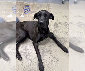 Great Dane-Labrador Retriever Mix Dogs for adoption in Tallahassee, FL, USA